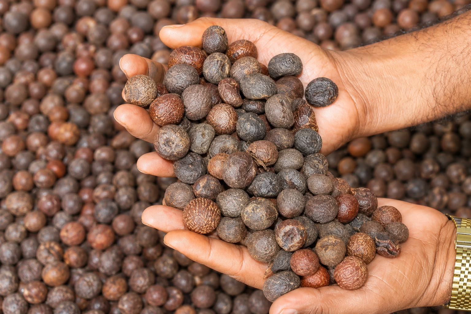 Areca Nut
