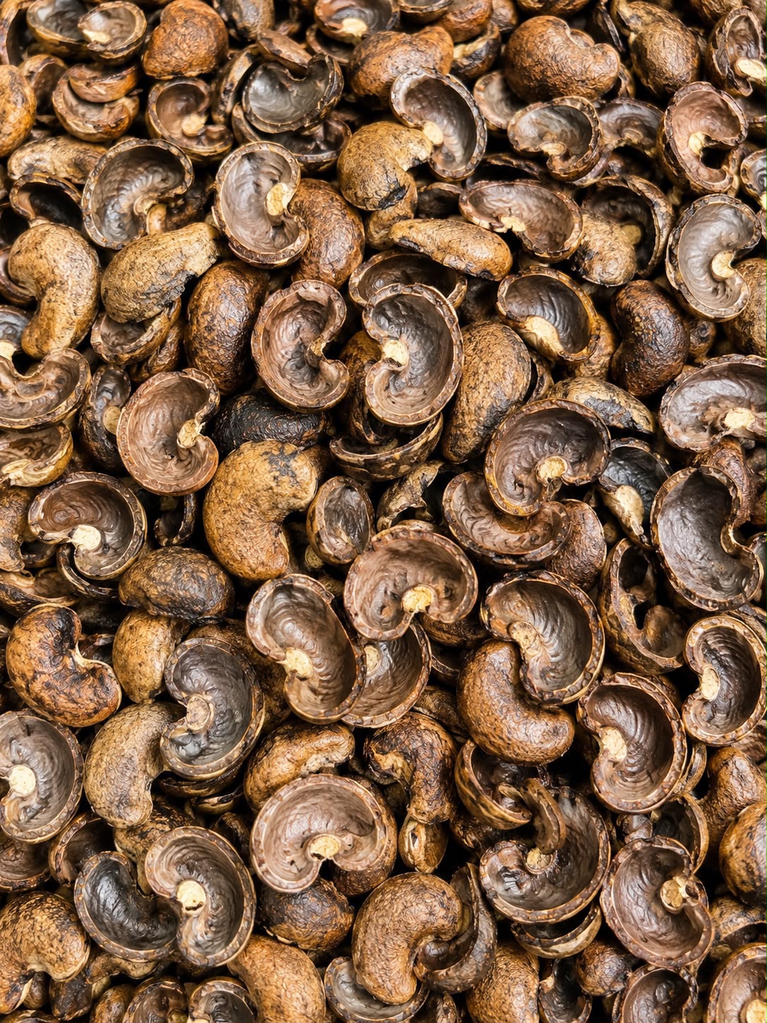 Cashew Shell